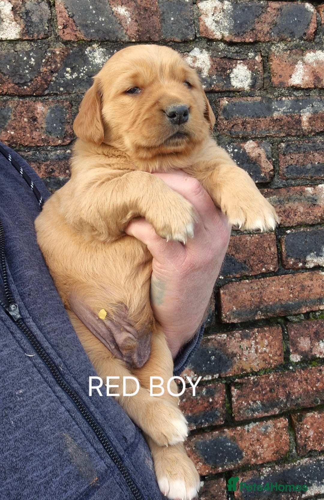 Golden Retriever dogs for sale: KC GOLDEN RETRIEVER PUPPIES HEALTH SCORED PARENTS  - Advert 10