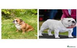 English Bulldog dogs for sale: 🏆Championed Sired English Bulldog Puppies🏆 - Image 5