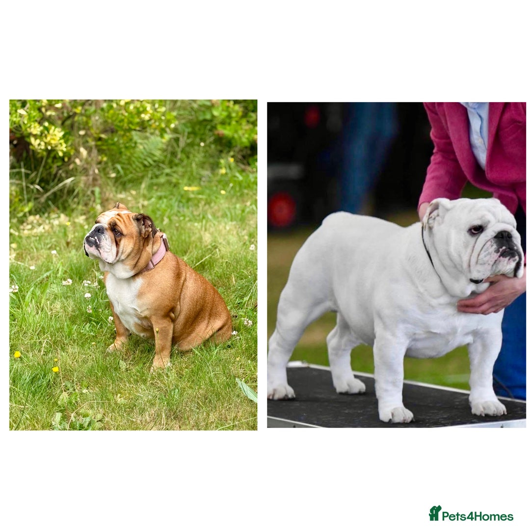 English Bulldog dogs for sale: 🏆Championed Sired English Bulldog Puppies🏆 - Image 5