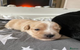 Maltipoo dogs for sale: 6 Beautiful Maltipoo Puppies for sale 🐶🐾 - Image 13