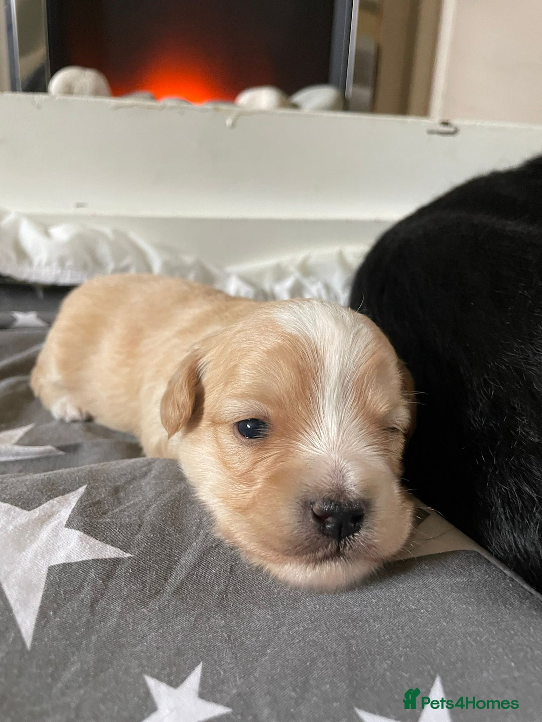 Maltipoo dogs for sale: 6 Beautiful Maltipoo Puppies for sale 🐶🐾 - Image 13