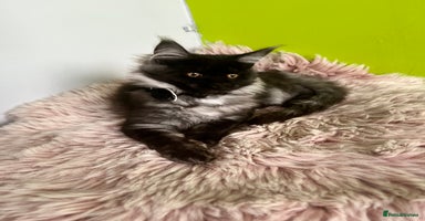 Maine Coon cats - Advert 7
