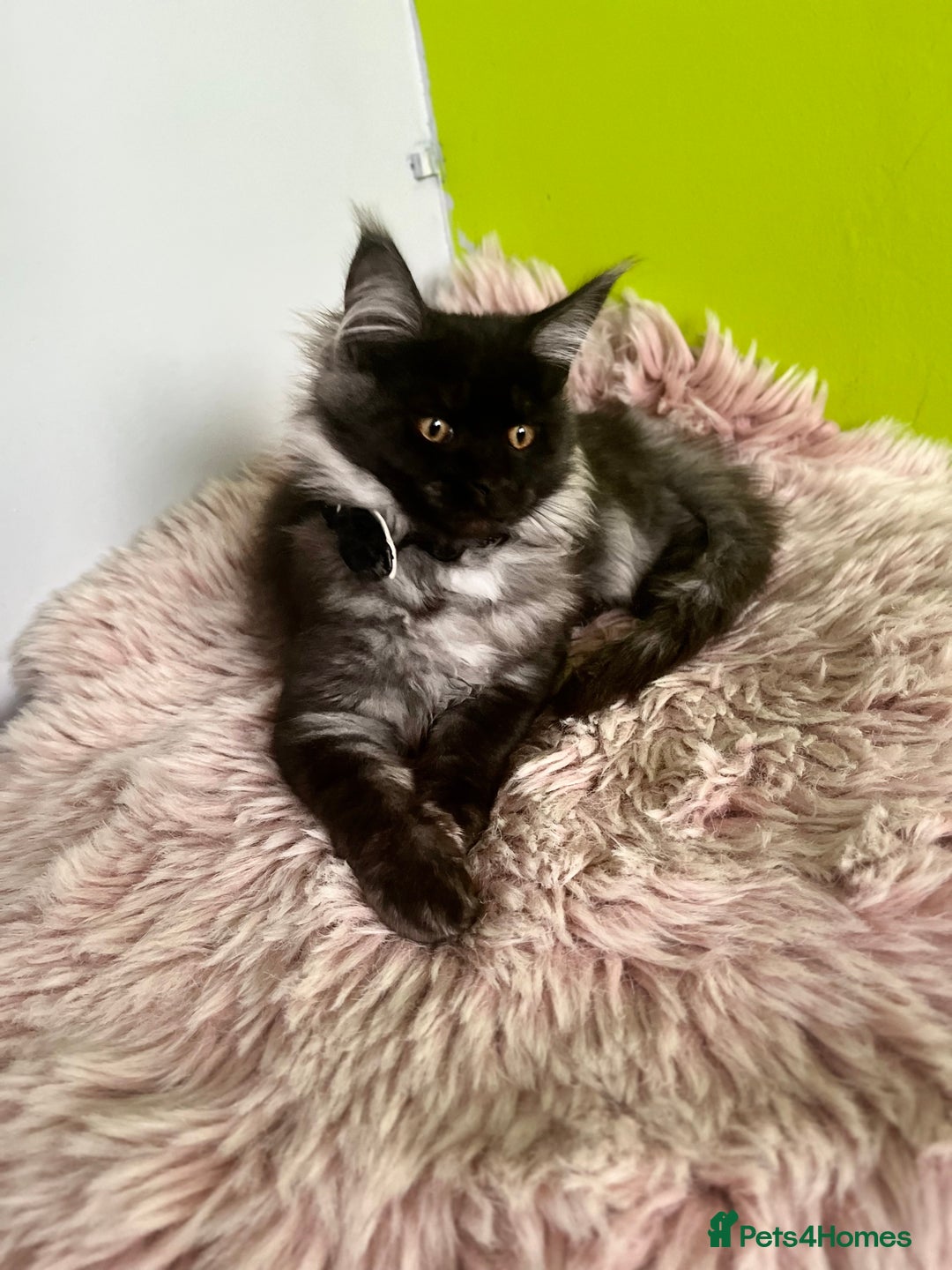 Maine Coon cats for sale: 5 Generation pedigree BLACK SMOKE kittens  - Image 2