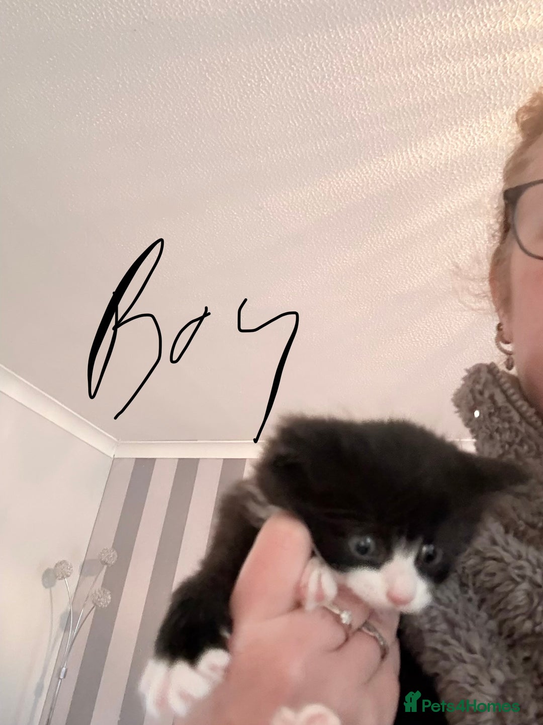 Mixed Breed cats for sale: Beautiful mix breed kittens - Advert 20