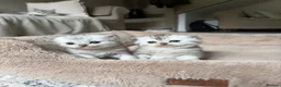 British Shorthair cats for sale: UNIQUE BSH x PERSIANS  - Advert 2