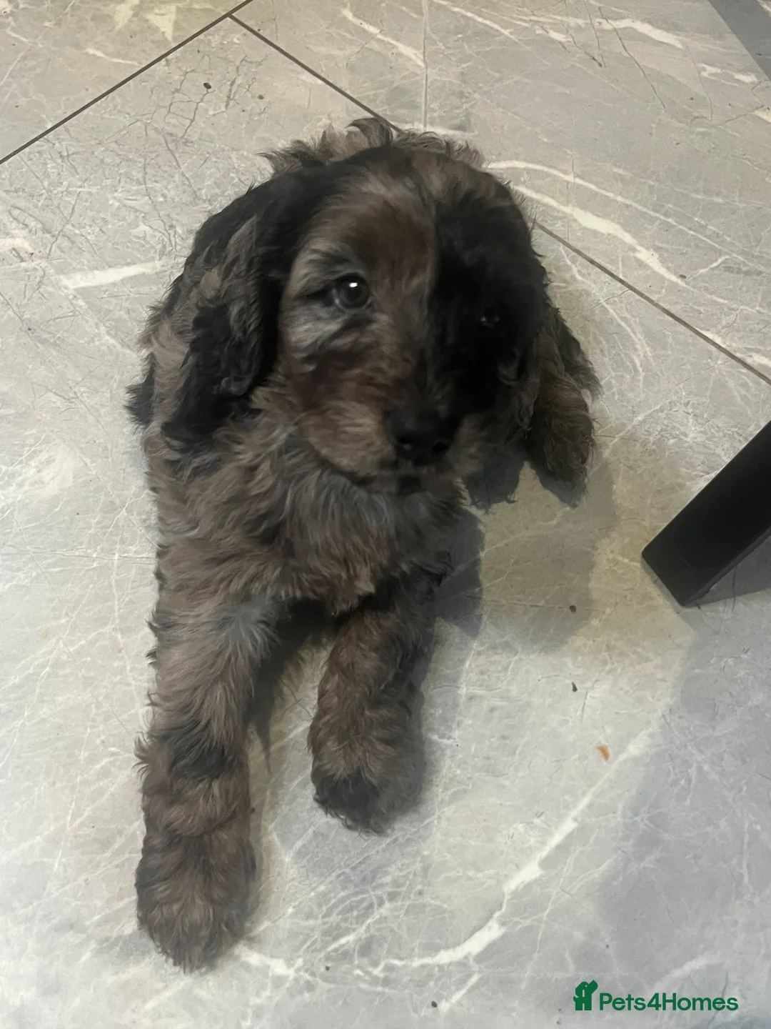 Cockapoo dogs for sale: 6 F1 cockapoo puppies  - Advert 8