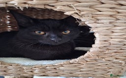 British Shorthair cats for sale: 🤎SALE!!! Chocolate BSH boy and girl, LONDON SE9🤎 - Image 5