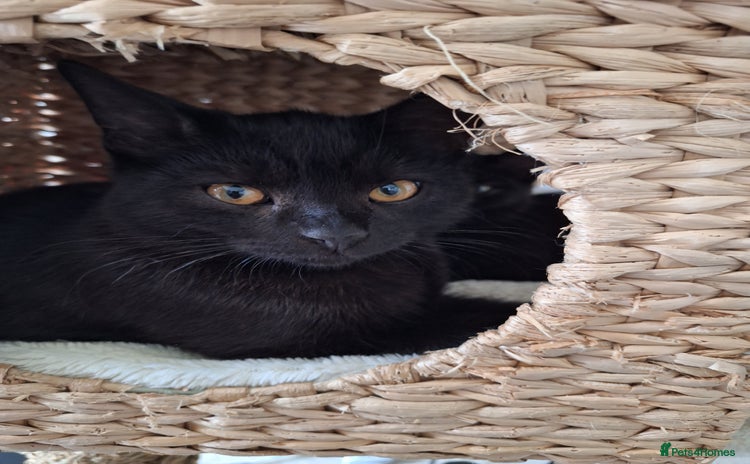 British Shorthair cats - Advert 11