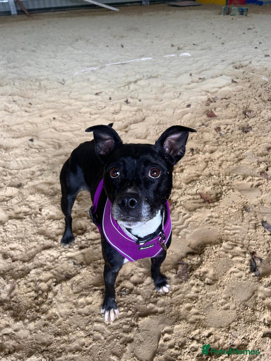 Staffordshire Bull Terrier dogs for adoption: Pebble - Advert 2