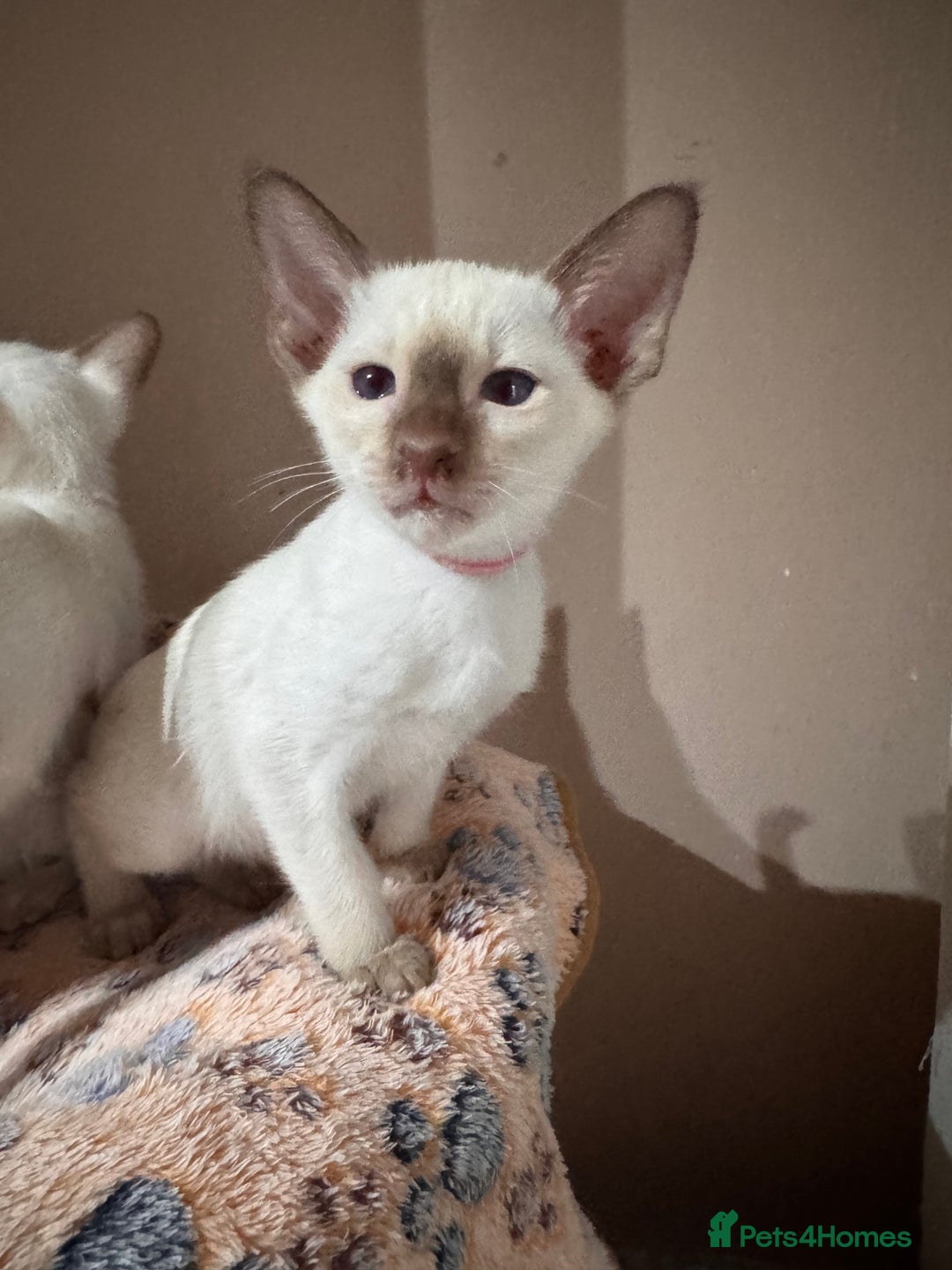 Siamese cats for sale: 4 adorable lilac and chocolate point Siamese  - Advert 9