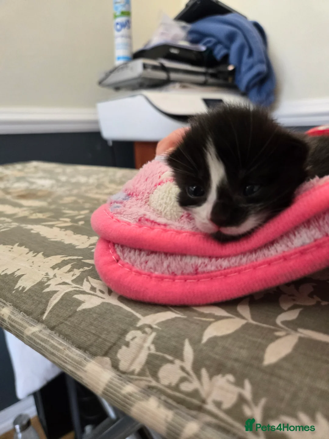 Mixed Breed cats for sale: 4 beautiful kittens 2 males & 2 females  - Advert 10