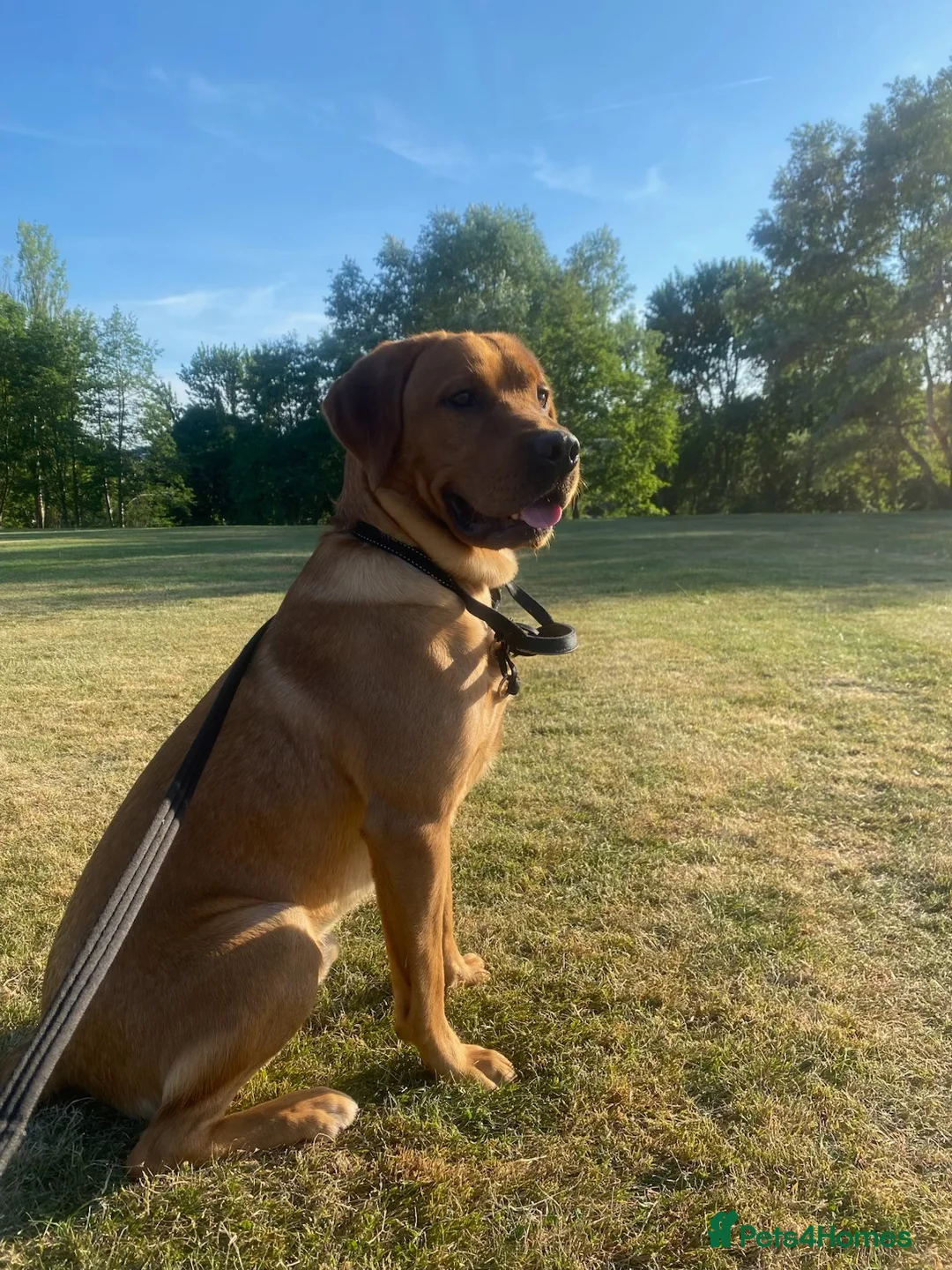 Labrador Retriever dogs for stud: Teddy  in Nottingham - Advert 5