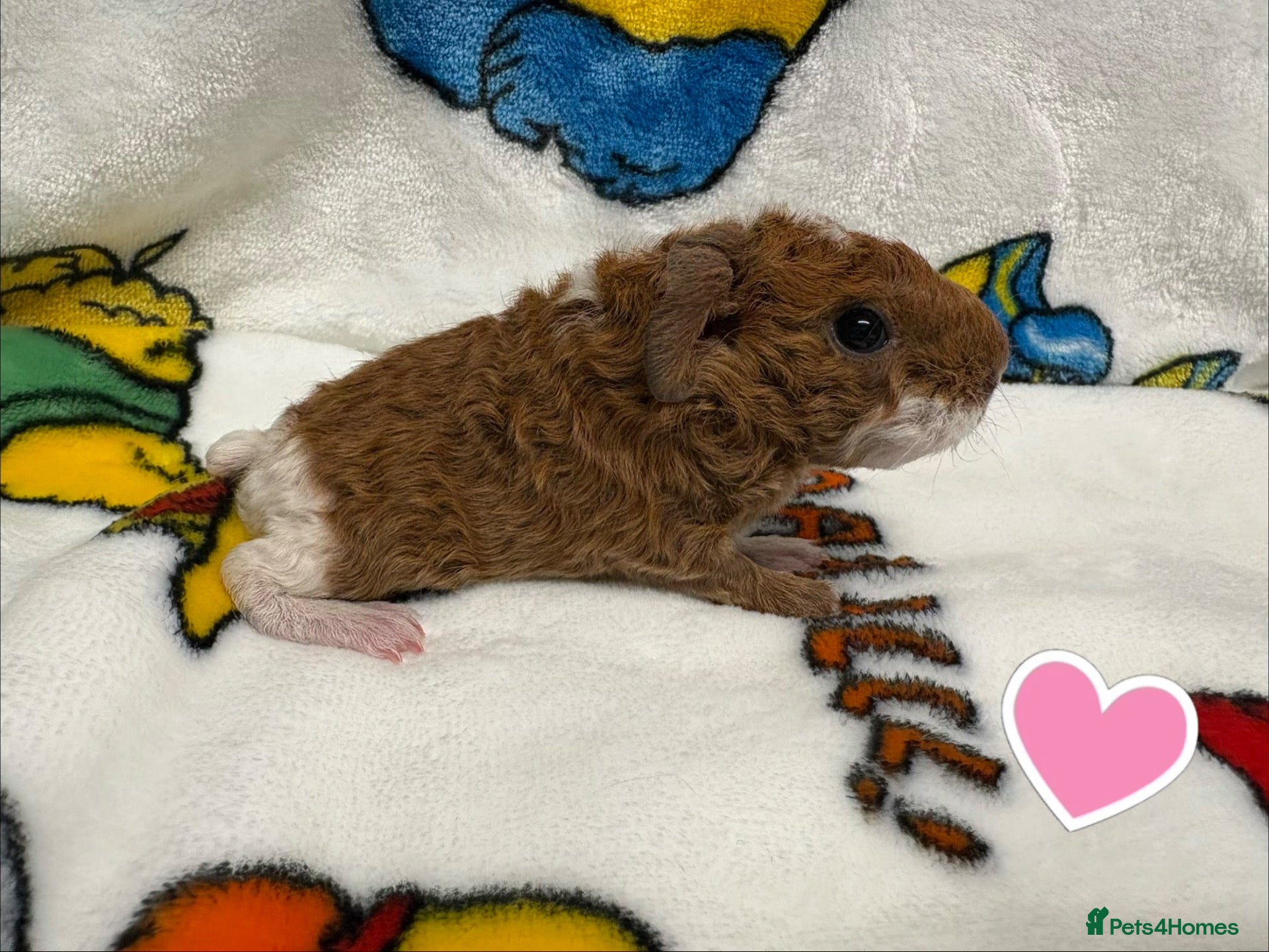 Guinea Pig rodents for sale: Rescue Guinea pig babies ready to reserve - Advert 1