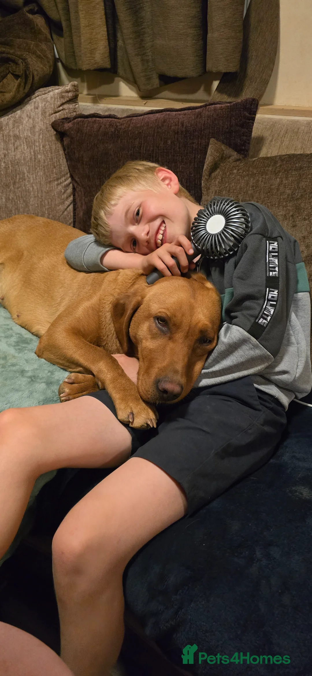 Labrador Retriever dogs for sale: FTCH Sired Fully Health Tested Fox Red Lab Puppies - Advert 34