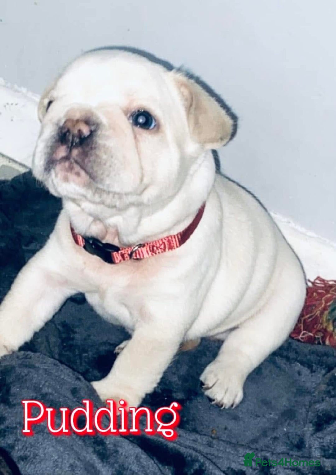 French Bulldog dogs for sale: French bulldog boy - Advert 2
