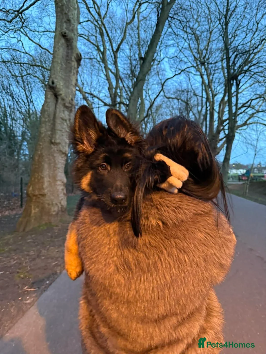 German Shepherd dogs for sale: Black And Tan German Shepherd Puppy - Advert 6