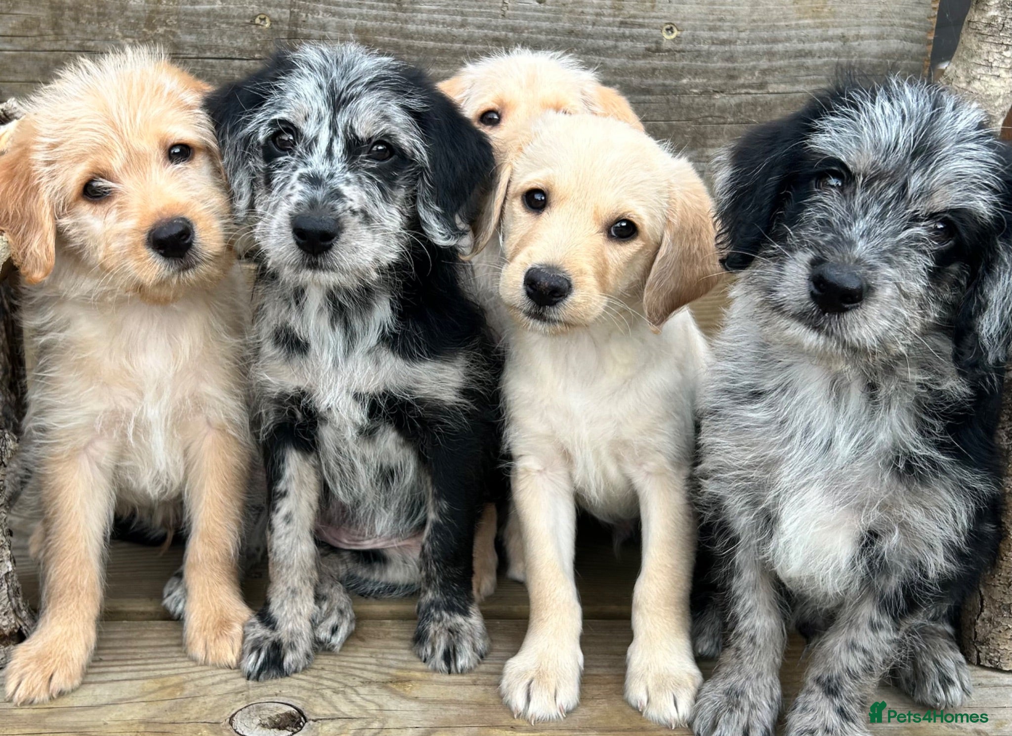 Labradoodle dogs Toy Labradoodle Puppies - Ready Now!  - Advert 5
