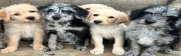 Labradoodle dogs for sale: Toy Labradoodle Puppies - Ready Now!  - Advert 1