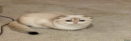 Scottish Fold cats for sale: SALE !!! LUXURY GOLDEN CHINCHILLA SCOTTISH FOLD  - Advert 1