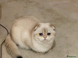 Scottish Fold cats SALE !!! LUXURY GOLDEN CHINCHILLA SCOTTISH FOLD - Advert 17