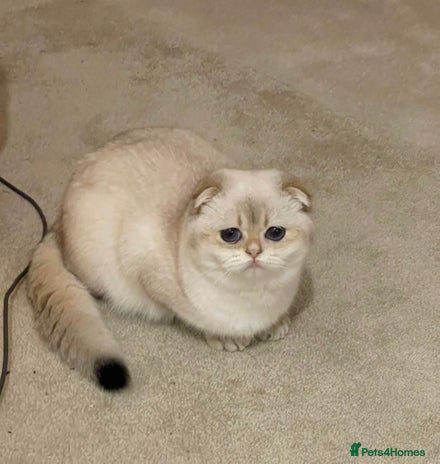 Scottish Fold cats SALE !!! LUXURY GOLDEN CHINCHILLA SCOTTISH FOLD - Advert 16