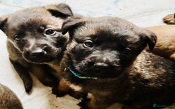 Belgian Shepherd Dog dogs for sale: Skye x Nines very last litter ever! 3B &7G  - Image 18