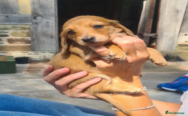 Miniature Dachshund dogs - Advert 3