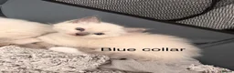 Ragdoll cats for sale: Purebred blue point ragdolls in Southend-on-Sea - Advert 12