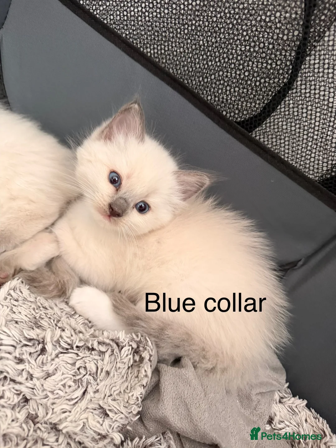 Ragdoll cats for sale: Purebred blue point ragdolls in Southend-on-Sea - Advert 12