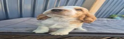 Cocker Spaniel dogs for sale: Outstanding Cocker Spaniel puppies READY NOW - Advert 4