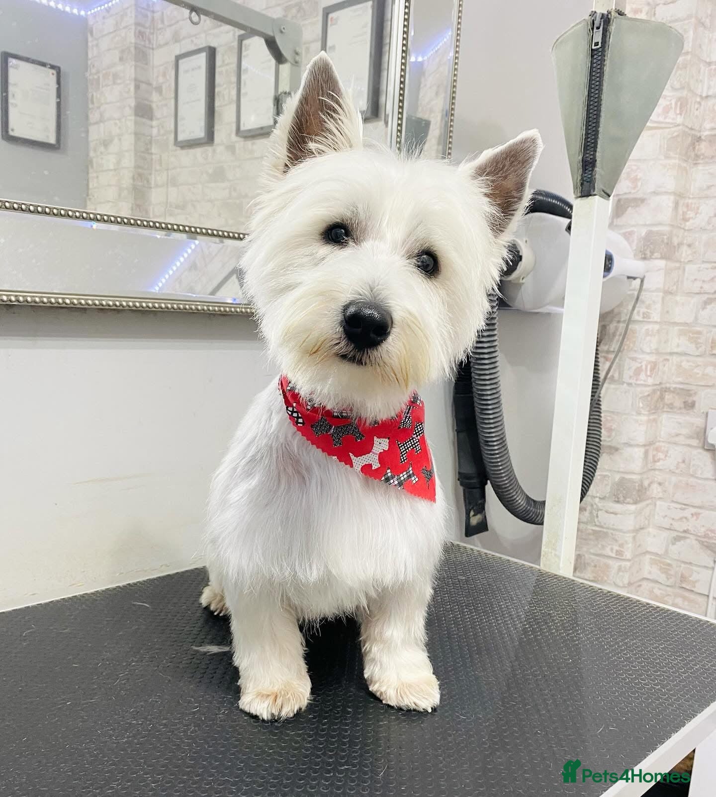 West Highland Terrier dogs for sale: Beautiful Westie puppies  - Advert 5