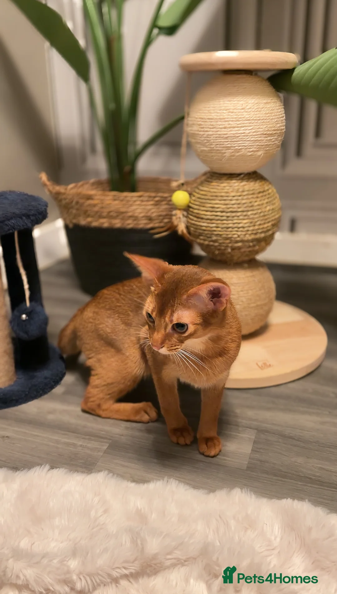 Abyssinian cats for sale: Champion Line Pedigree Abyssinian Kittens  - Advert 27
