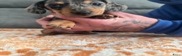 Miniature Dachshund dogs for sale: Male miniature Dachshund  - Advert 4