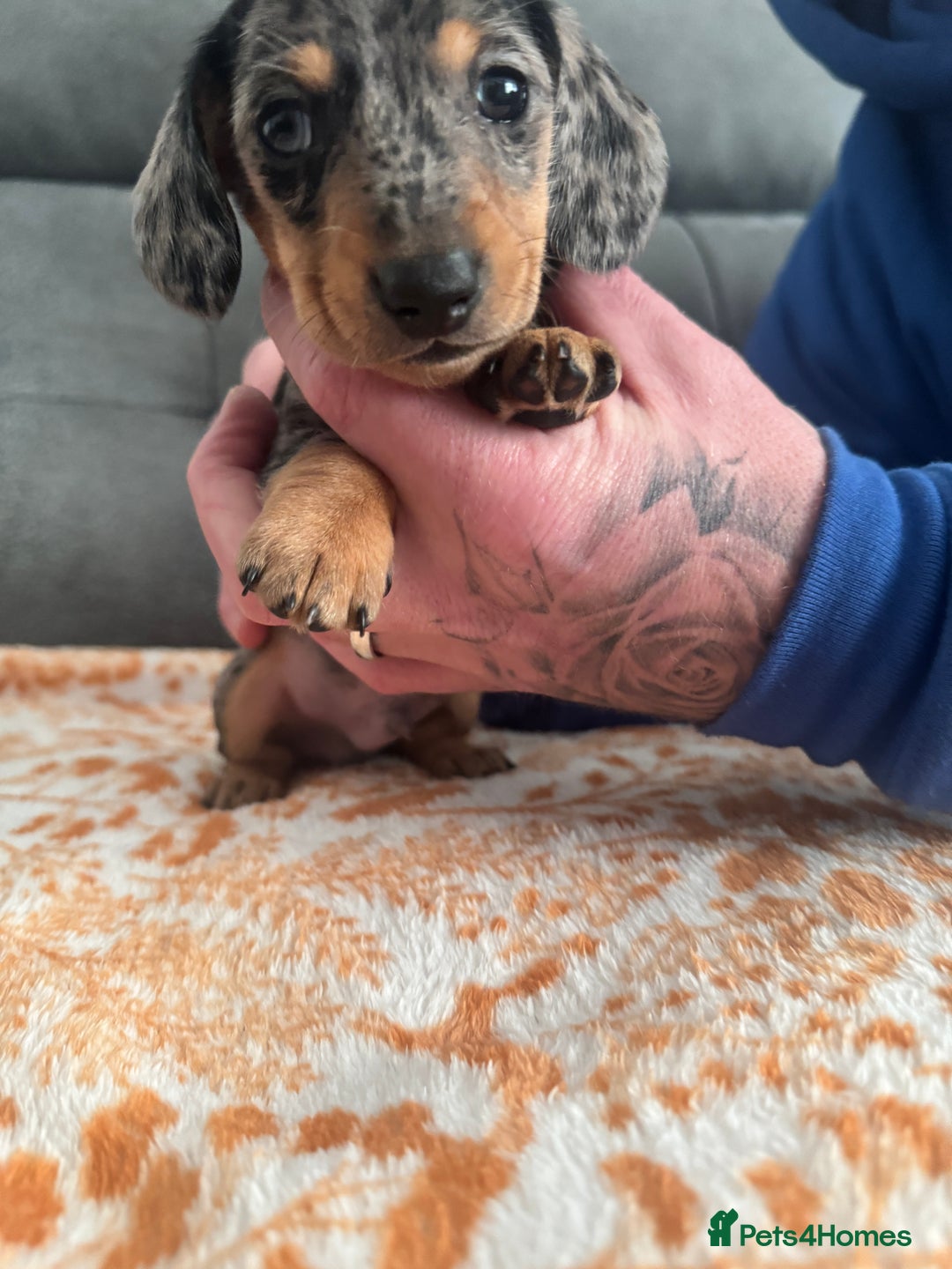 Miniature Dachshund dogs for sale: Male miniature Dachshund  - Advert 4