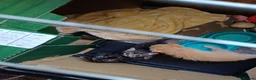 Mixed Breed cats for sale: 2 bengal/tortoiseshell/tabby kittens - Advert 6