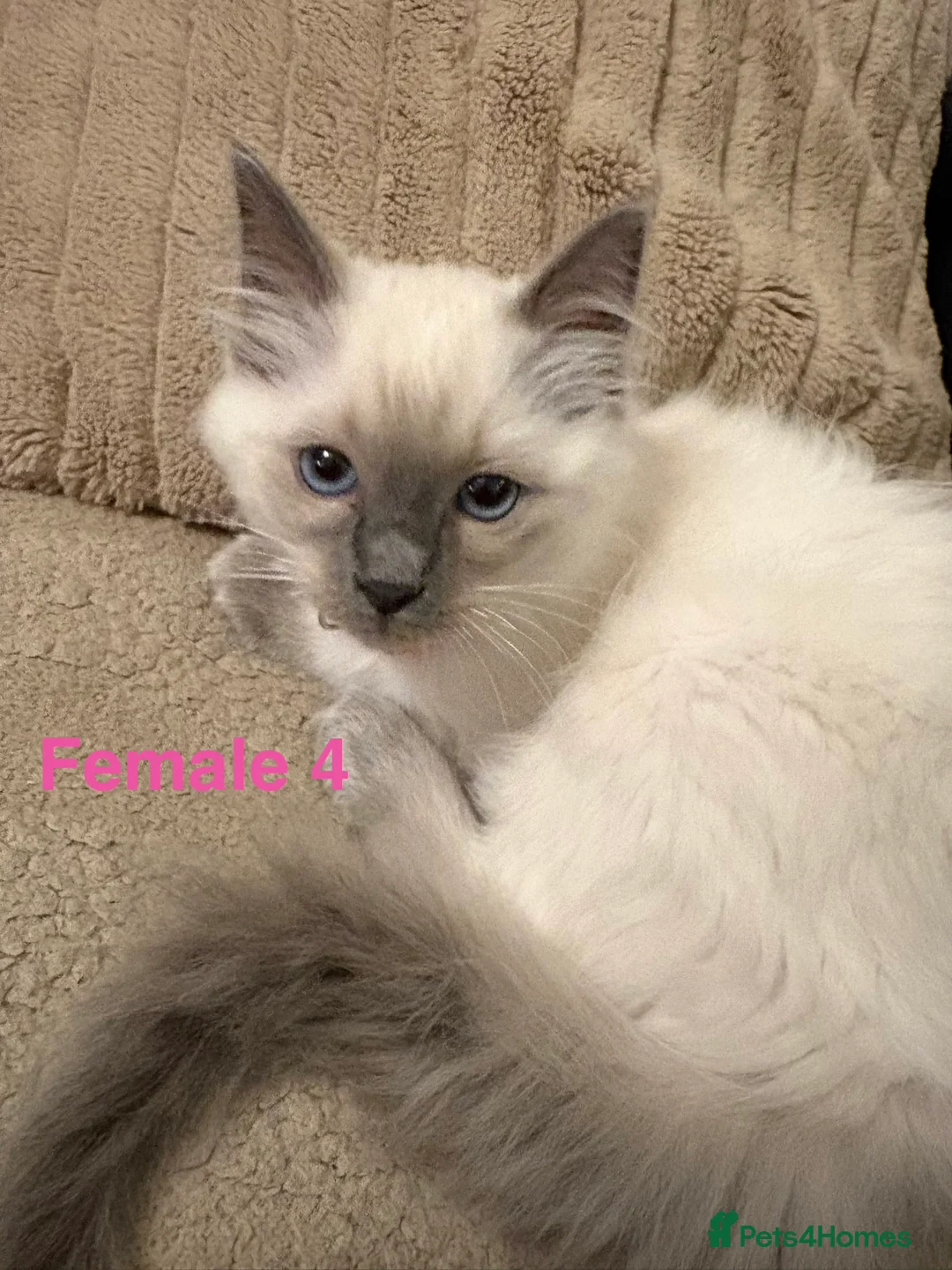 Ragdoll cats for sale: Six Ragdoll Kittens For Sale  - Advert 30