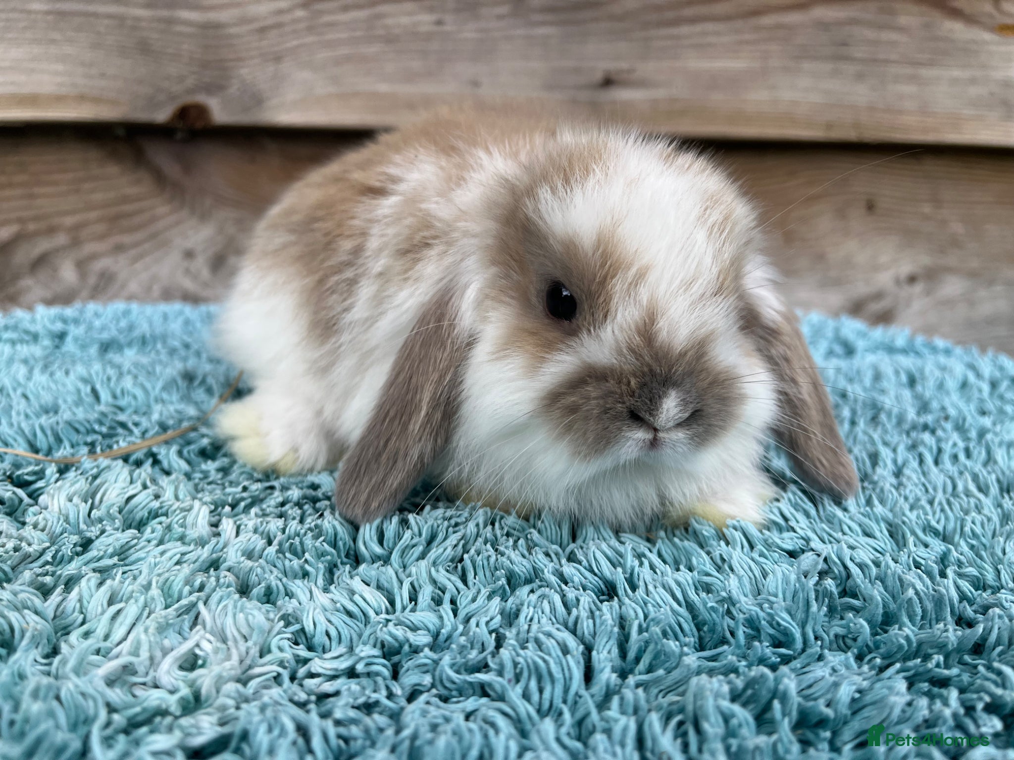 Mini Lop rabbits for sale: Gorgeous pure Mini lops  - Advert 3
