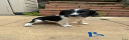 English Springer Spaniel dogs for sale: Beautiful English Springer Spaniel Puppies - Advert 13