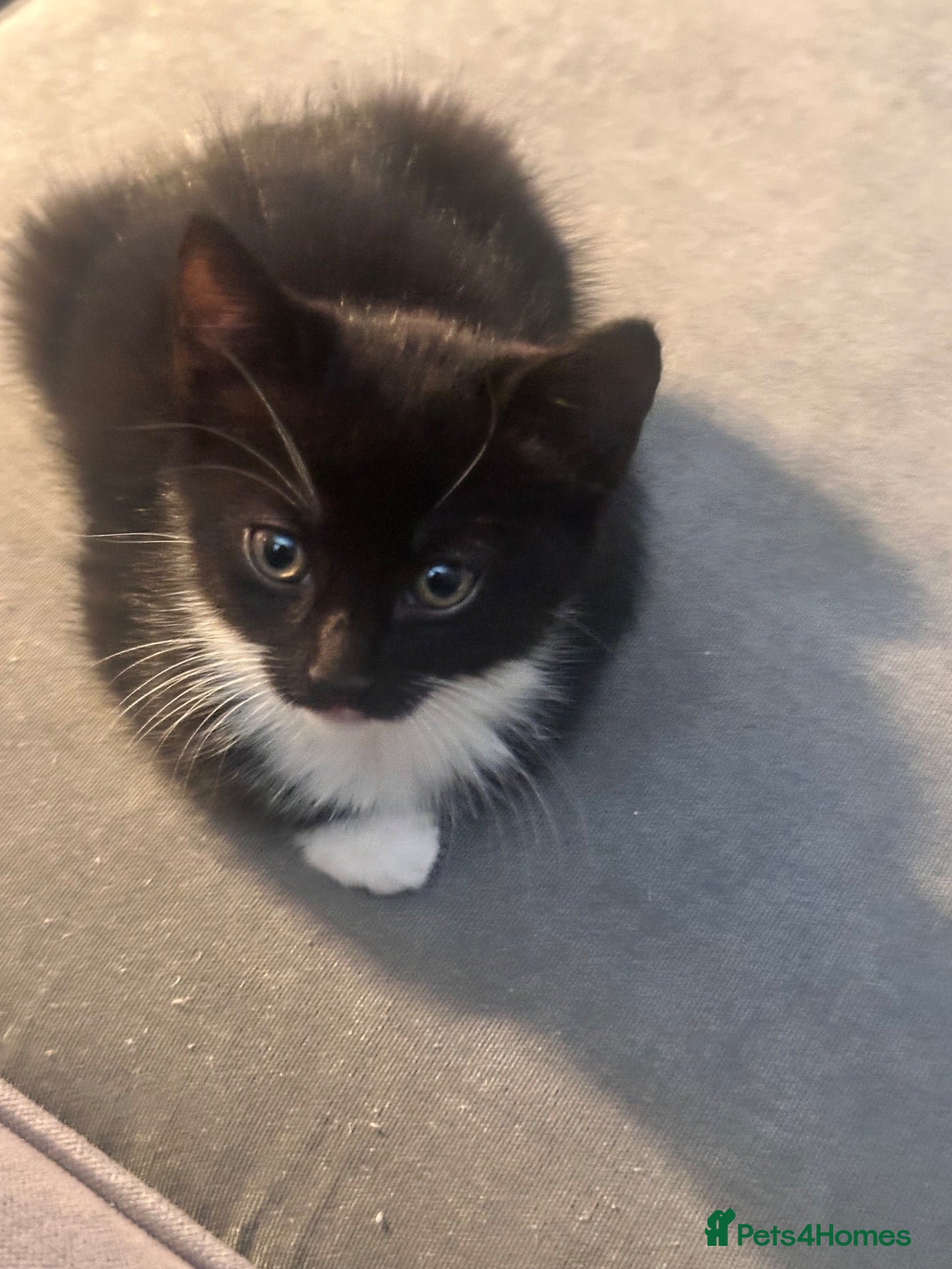 Mixed Breed cats Beautiful kittens looking for a new forever home  - Advert 19