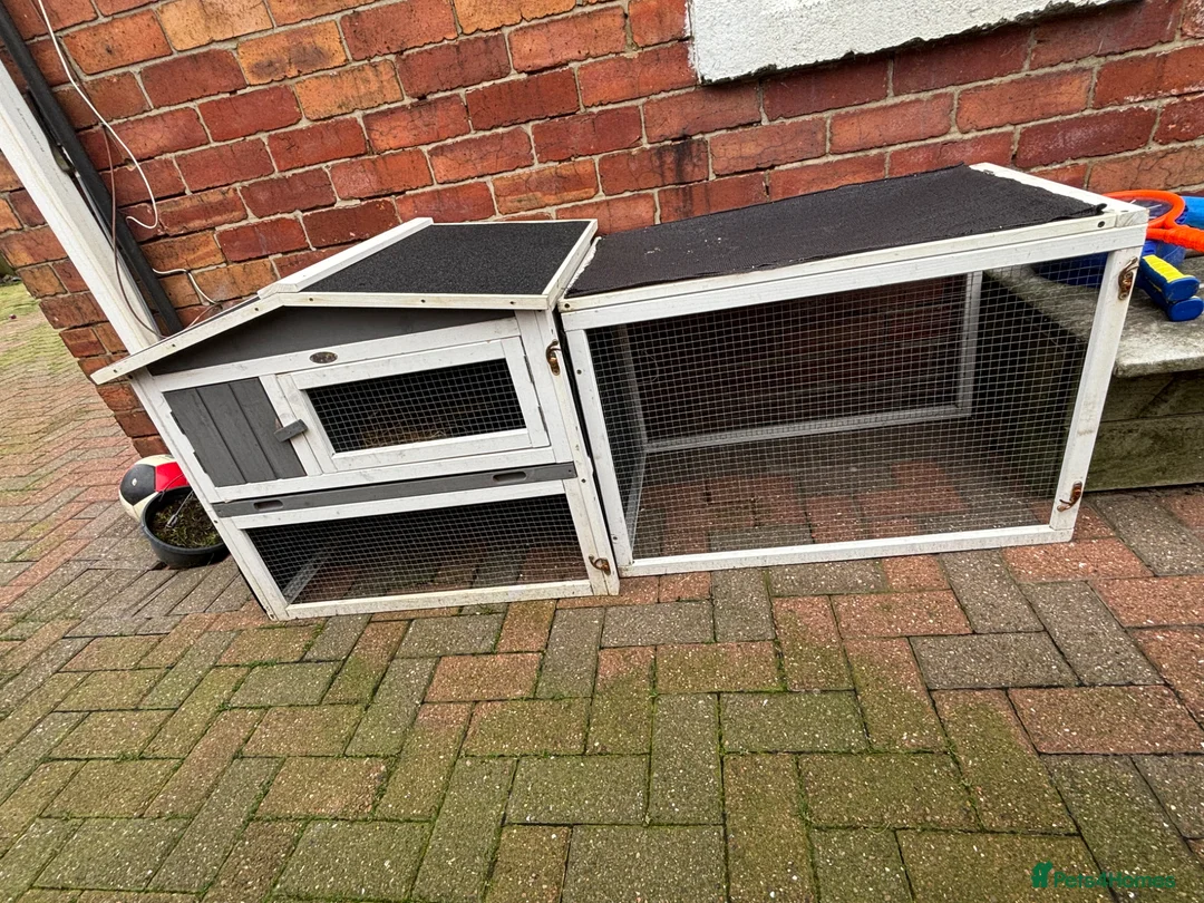 Mixed Breed rabbits for sale: Small rabbit with 2 hutches in Houghton le Spring - Advert 4