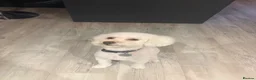 Miniature Poodle dogs for sale: 2.5 year old Boy Miniature Poodle in Cramlington - Advert 4