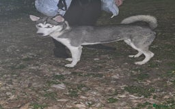 Siberian Husky dogs for sale: Can you give Dutchess the home she deserves? - Image 5