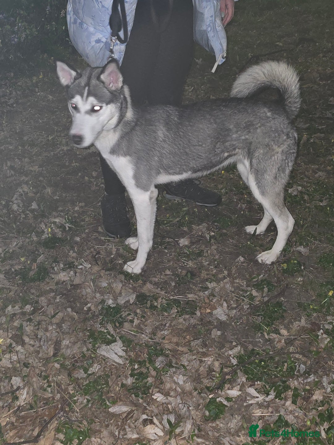 Siberian Husky dogs for sale: Can you give Dutchess the home she deserves? - Image 5