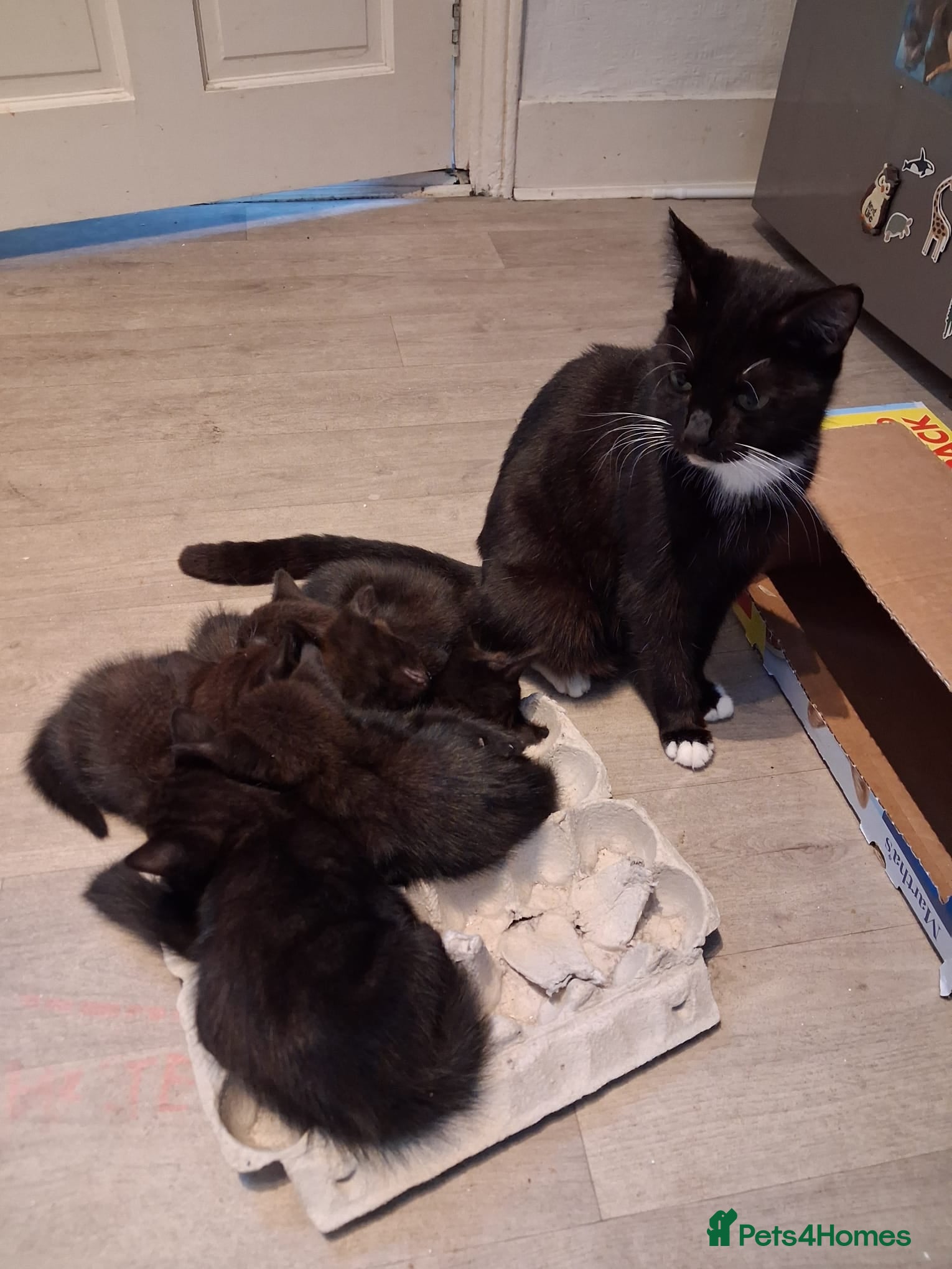 Mixed Breed cats for sale: Black and white kittens  - Advert 16