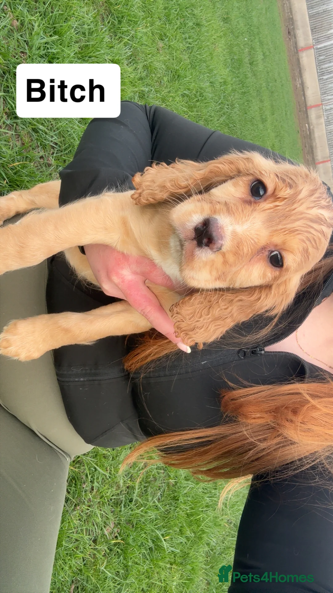 Cocker Spaniel dogs for sale: Golden cocker spaniel pups  in Appleby-in-Westmorland - Advert 2