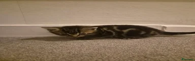 Bengal 2