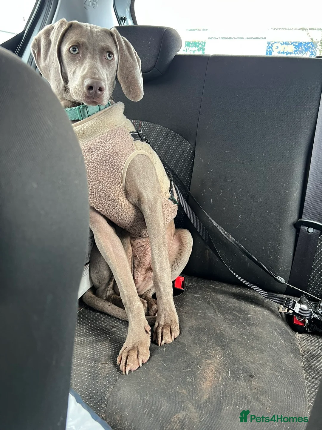 Weimaraner dogs for sale: Female weimaraner - Advert 2