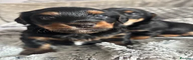 Mixed Breed 1