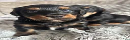 Mixed Breed dogs for sale: Two dorkie puppies for sale  in London - Advert 5