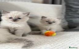 Ragdoll cats for sale: Stunning Bluepoint Ragdoll Kittens for sale - Image 28